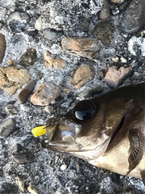 エステルライン直結