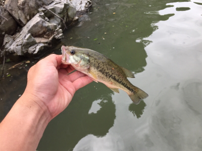 子バスしか反応しない