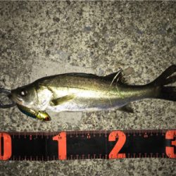 またセイゴです