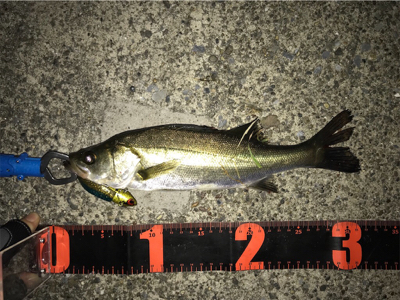 またセイゴです