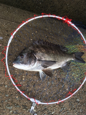 今日のテトラは大シケ