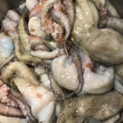 明石タコ釣り【がまかつ仕様】