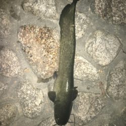 ナマズ釣り