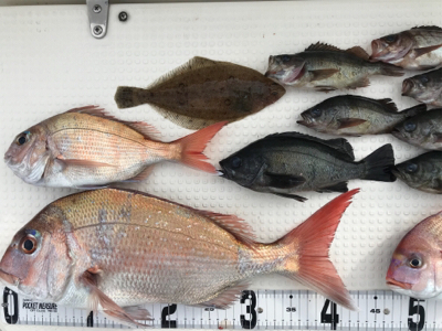 鯛ラバ  メバルサビキ