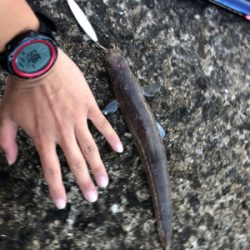 青物の情報があったので……