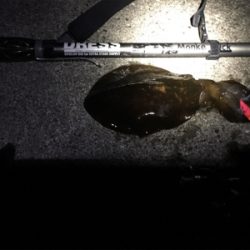 アオリを追い求め