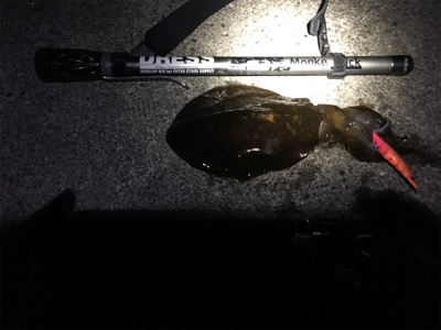 アオリを追い求め