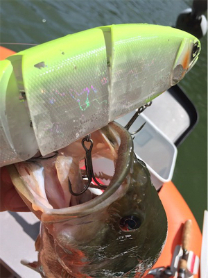 一庫ダム初！？バラムフィッシュ！