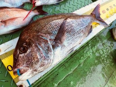 鯛ラバ 好釣果でした！