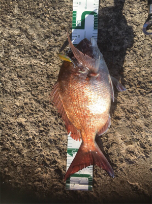 シーバス狙いでマダイが釣れた