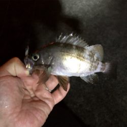 豊島・アジング好調