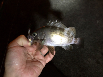 豊島・アジング好調