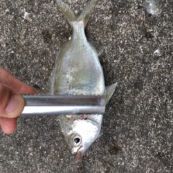 石ゴカイでちょんちょん