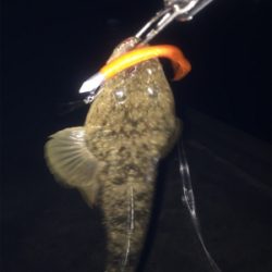 ナイトフラット