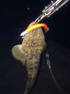 ナイトフラット