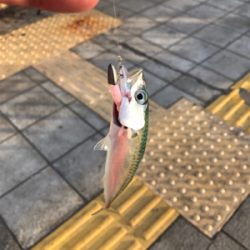 エサ釣り強し