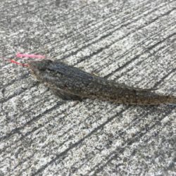 和歌山遠征 岬町でちょい投げ