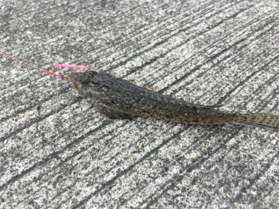 和歌山遠征 岬町でちょい投げ