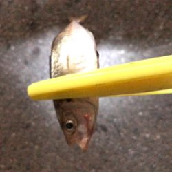 豆アジング開幕