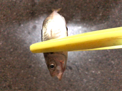 豆アジング開幕