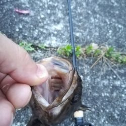 ロックフィッシュゲーム