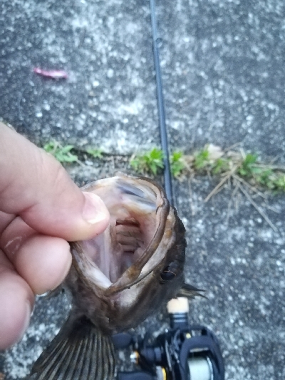 ロックフィッシュゲーム