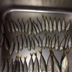 豆アジと根魚開幕！