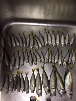 豆アジと根魚開幕！