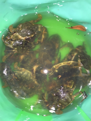 深夜のカニ釣り