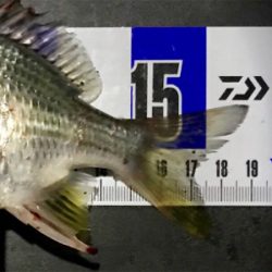 港湾ライトゲーム