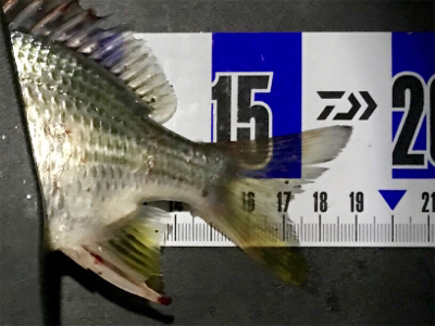 港湾ライトゲーム