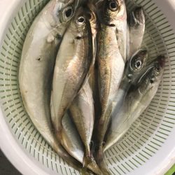 台風前にアジング