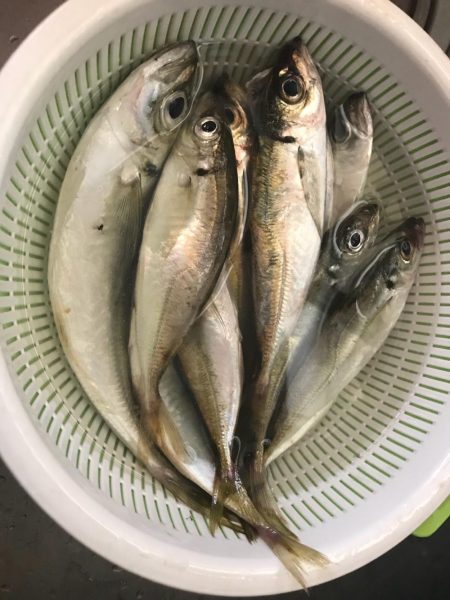 台風前にアジング