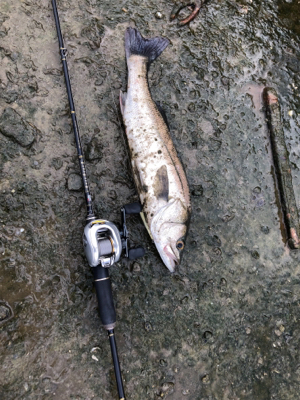 twitchbaitで来た！