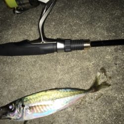 たまらずアジング