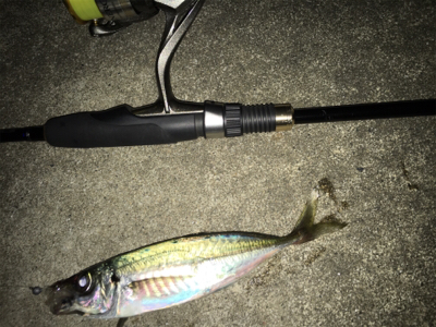 たまらずアジング