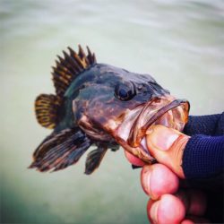 期待と裏腹に根魚のみ