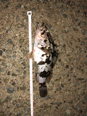 親父たちの釣行 台4弾