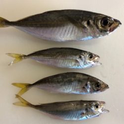 虹を眺めながらのサビキ♪