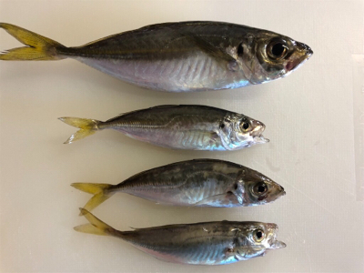 虹を眺めながらのサビキ♪