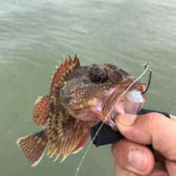 ライトロックフィッシュ(笑)