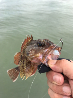 ライトロックフィッシュ(笑)