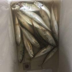3時ごろから1時間程でサバ、小アジ数匹