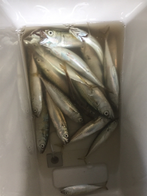 3時ごろから1時間程でサバ、小アジ数匹