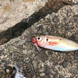 1週間ぶりのアジング