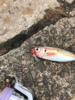 1週間ぶりのアジング