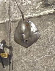 ジグでアカエイ18