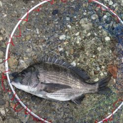 豪雨の後なので濁りがすごい‼️