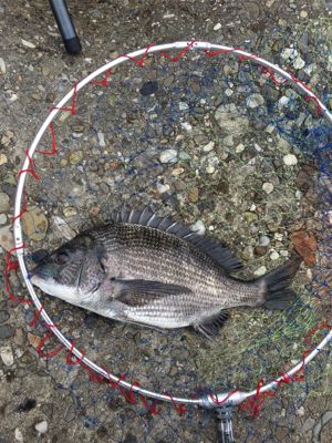 豪雨の後なので濁りがすごい‼️