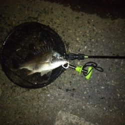 嵐の後は釣れるが釣り難い